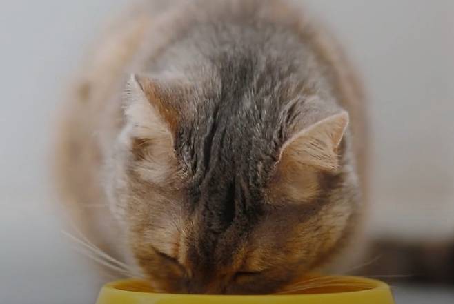 고양이가 정면을 보고 밥을 먹다가 고개를 한쪽으로 돌리면서 먹는다면 이빨에 불편함을 느끼고 있을 수 있다(유튜브 반려의 완성 갈무리) ⓒ 뉴스1