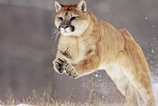 점프하는 퓨마. 퓨마는 고양잇과 맹수중에서도 타의 추종을 불허라는 점프력을 가졌다./National Park Service
