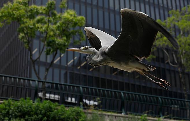 지난 5월 30일 왜가리 한마리가 청계천 상공을 날고 있다. 날때 목이 S로 굽어 있다. 왜가리는 청계천에 서식하는 왜가리과 새중 가장 크다. 몸길이는 약 1미터에 달하고 , 날개 길이는 2미터 정도 된다./ 전기병 기자
