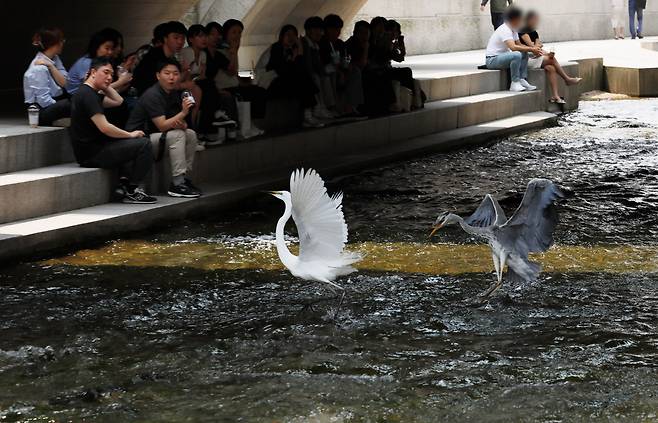 5월 30일 청계천에서 물고기 사냥을 하던 왜가리가 (오른쪽)가 중대백로를 쫒아 내고 있다./전기병 기자