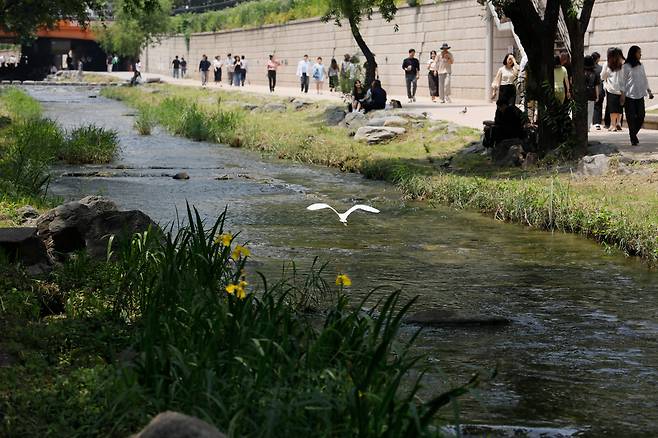 5월 29일 백로 한 마리가 유유히 청계천 위를 날고 있다 ./ 전기병 기자