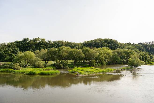 금호강 팔현습지. 금호강 디디다 제공