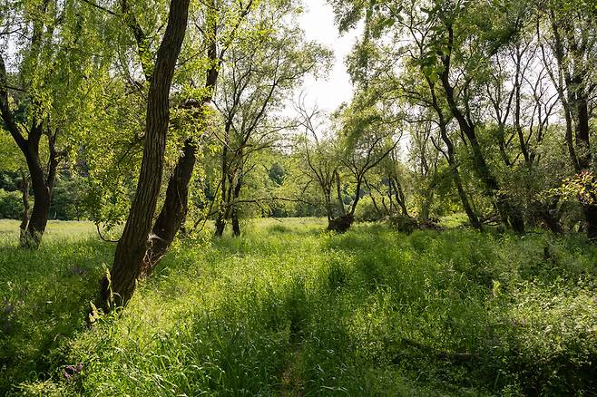 금호강 팔현습지. 금호강 디디다 제공