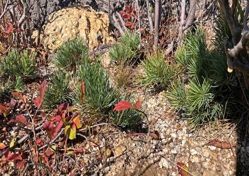 ▲ 설악산 눈잣나무 복원시험지 . 국립산림과학원 제공