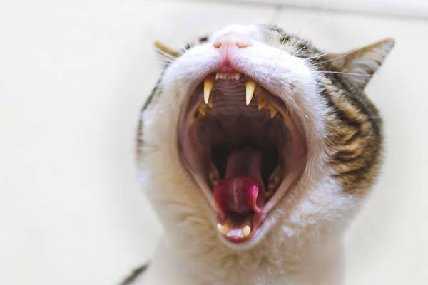 고양이가 특정 부위를 만질 때 하악질을 하거나 예민하게 반응한다면, 단순한 짜증 때문이 아닌 질병이나 통증의 신호일 수 있다./사진=게티이미지뱅크