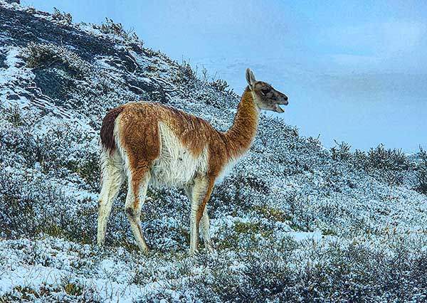 과나코Guanaco는 낙타과에 속하는 동물로 파타고니아 일원의 초지에서 무리를 지어 서식한다. 낙타보다는 사슴에 가까운 날렵한 몸매에 얼굴이 유순하다.