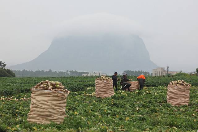 ▲ 이른 장마가 시작된 지난 12일 제주 서귀포시 대정읍의 한 밭에서 농민들이 무를 수확하고 있다. 뒤로 보이는 산방산의 꼭대기에 비구름이 걸려 있다. 연합뉴스