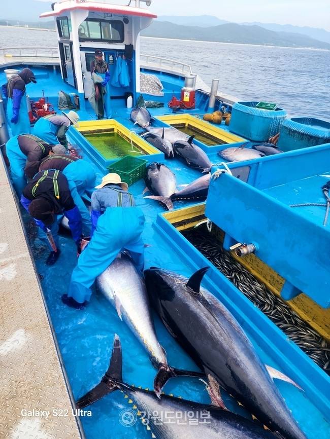 ▲ 최북단 고성군 가진 연안에서 13일 참다랑어 15마리가 무더기로 잡혀 화제다. 이날 잡힌 참다랑어는 200㎏∼150㎏짜리 15마리로 최고 위판가는 300여만에 이른다.