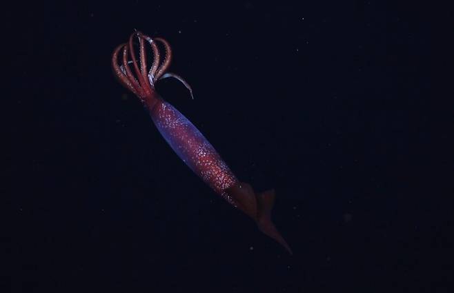 남극 웨델해의 심해에서 지금까지 살아있는 모습이 관찰된 적이 없는 ‘남극 오징어’가 포착됐다. 슈미트해양연구소/내셔널지오그래픽 제공