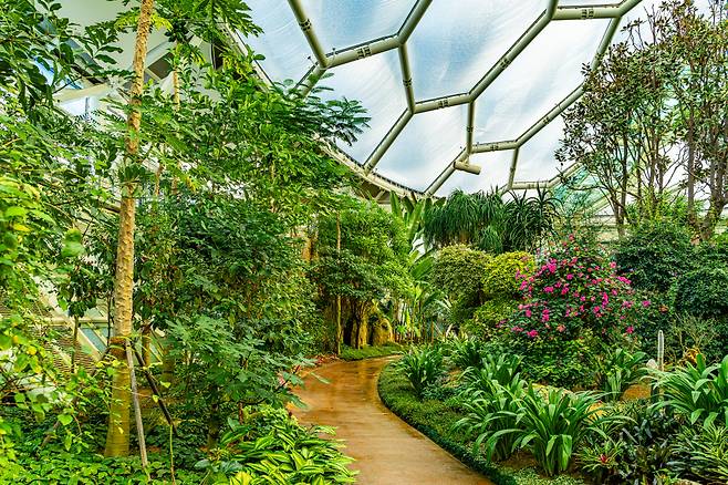 비 오는 날, 부천호수식물원 수피아는 더욱 특별하다. 유리 천장에 떨어지는 빗방울 소리와 함께 울창한 열대 우림을 거닐면 몸과 마음이 치유되는 듯하다.