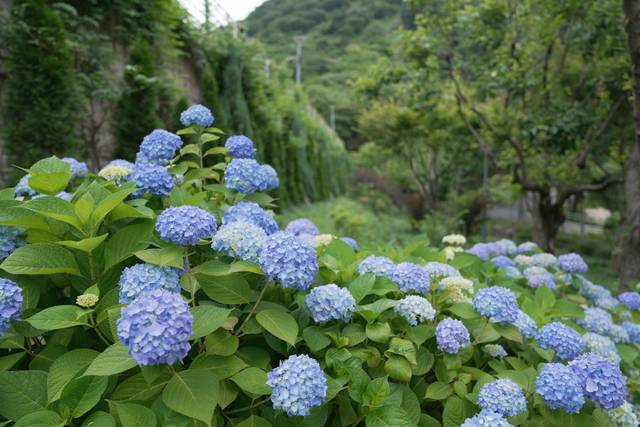 월아산 숲속의 진주에 피어난 수국. 진주시청 제공