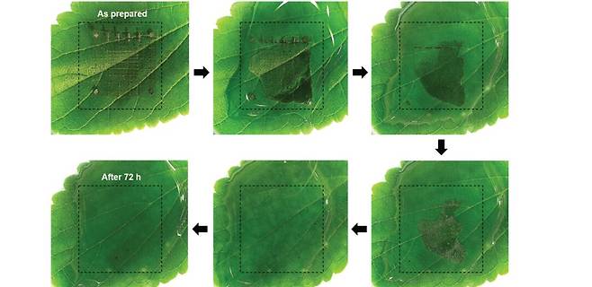 녹색 잎 위에 위치한 고성능 메모리 소자가 72시간 내에 물 속에 완전히 녹아 없어지고 있다. /KIST 제공
