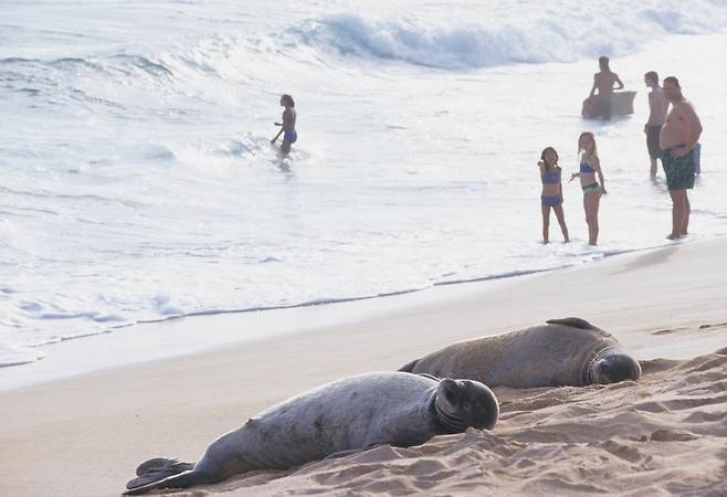 한때 멸종 위기에 처했던 지중해몽크물범이 보호 노력 덕분에 약 1000마리 수준으로 개체 수를 회복했다. 인간에 대한 경계심도 낮아져 해변에서 번식하는 모습이 관찰되며, 국제적 보호 단체들은 계속된 감시와 대응을 강조하고 있다. 사진=게티이미지