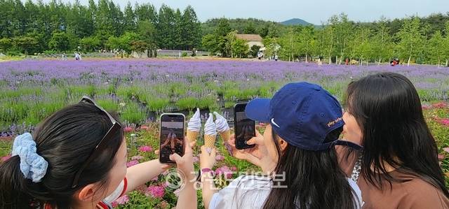 ▲ 고성하늬라벤더팜을 찾은 관광객들이 보랏빛 라벤더 아이스크림을 배경으로 인생 사진을 찍고 있다.