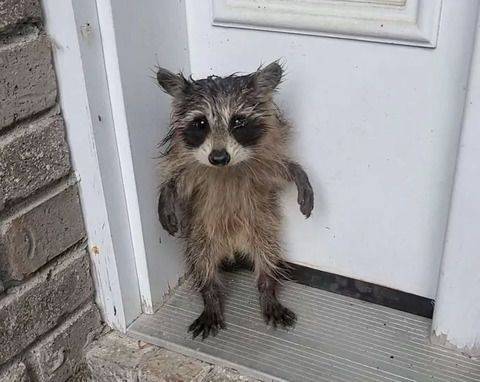 /사진=뉴욕포스트 캡처