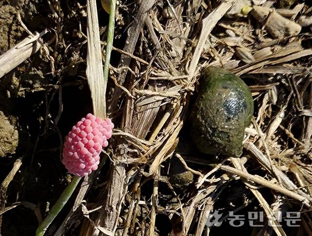 월동 왕우렁이가 논두렁에 낳은 알.