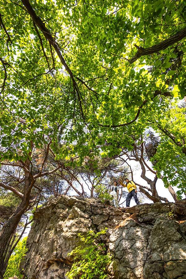 바위에 올라서면 다른 것이 보일까? 산행 중 바위를 만날 때마다 올라서 주변을 살폈다. 눈높이로 내려오는 나뭇잎들이 푸르다.