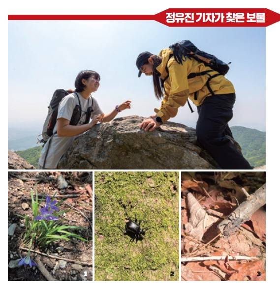 1 각시붓꽃. 2 검정명주딱정벌레. 3 산꼬마수염하늘소.