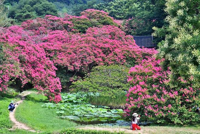 명옥헌원림/사진-담양군