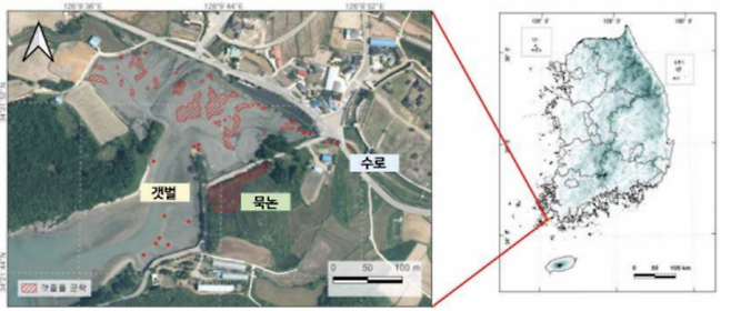 진도지역 갯줄풀 분포 현황. 영산강유역청 제공