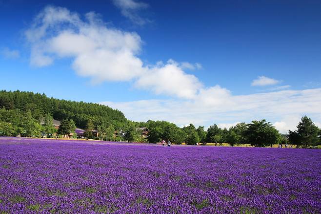 일본 홋카이도 후라노 / 사진=노랑풍선