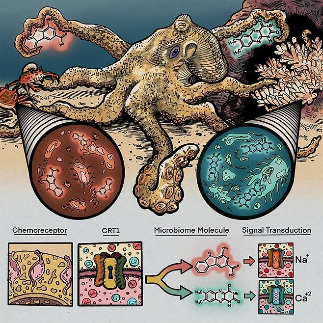 문어는 다리 빨판에 있는 수용체(chemoreceptor)라는 화학 센서로 물체 표면의 미생물이 분비하는 물질을 감지해 먹잇감과 알의 상태를 파악한다./Cell