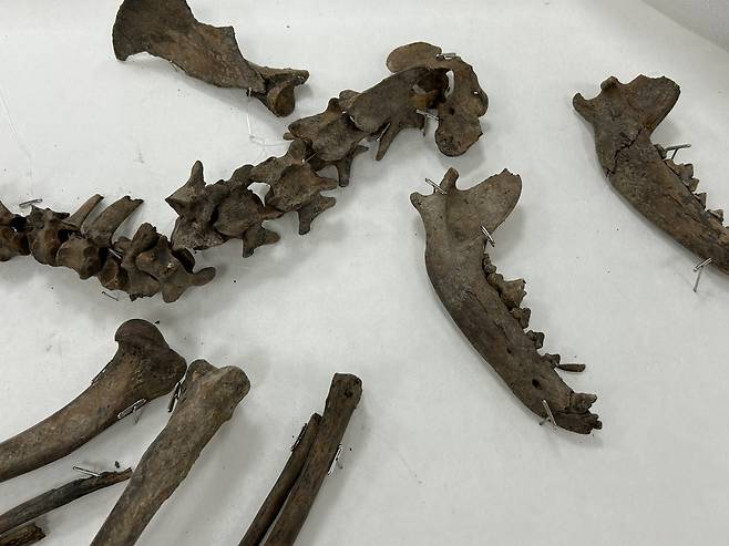 경주 월성에서 발견된 개 뼈 (경주=연합뉴스) 김예나 기자 = 지난 11일 경북 경주시 신라월성연구센터 숭문대에서 공개된 월성 남성벽 출토 개 뼈 모습. 국립경주문화유산연구소는 3세기 사로국 시기에 의례를 지내며 묻은 것으로 추정되는 개 뼈를 중심으로 월성 출토 개의 유전자를 분석하고 연구할 예정이다. 2025.6.18
yes@yna.co.kr