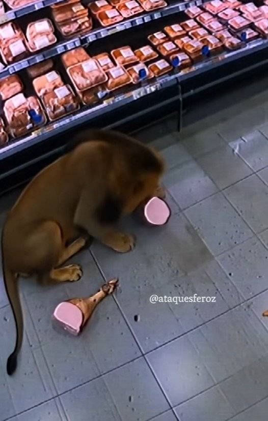 사자가 고기를 뜯는 장면처럼 보이지만, 실제로는 AI로 생성된 영상. 고기의 형태가 일그러지며 부자연스럽게 변형된 모습.@ataquesferoz