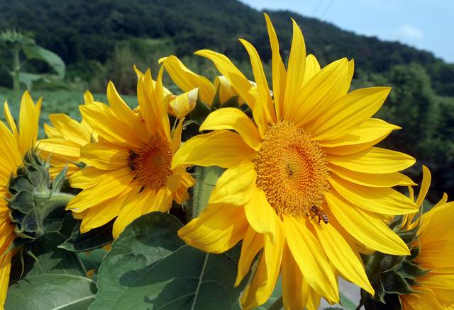 경남 함안군 법수면 강주마을에서 강주해바라기축제가 다음달 2일까지 열린다. 연합뉴스