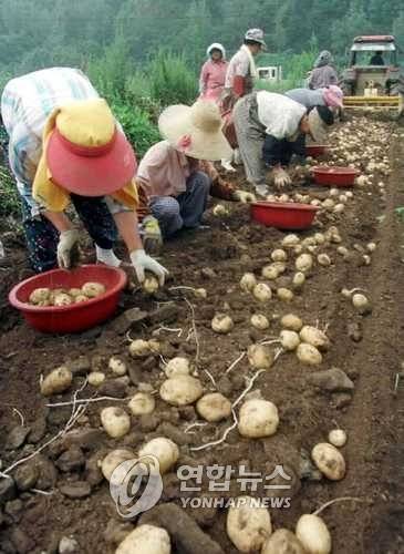 장마대비, 막바지 여름감자 수확 장마전선이 주춤거리고 있는 요즘 강원도 춘천시 사북면 신포리 감자밭에서 농민들이 본격적인 장마에 대비, 여름감자를 수확하느라 바쁜 손길을 놀리고 있다./이해용 2000.7.18 (춘천=연합뉴스)