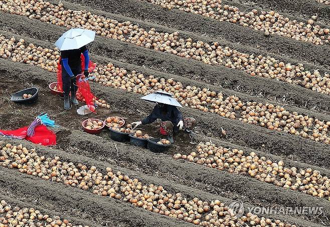 더위 속 양파 수확 (고령=연합뉴스) 윤관식 기자 = 장마철을 앞두고 더운 날씨를 보인 19일 경북 고령군 개진면 한 양파밭에서 농민들이 머리에 양산을 쓰고 양파를 수확하고 있다. 2025.6.19 psik@yna.co.kr