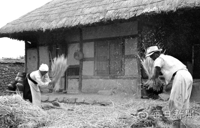 1960년대 초 경북 시골의 한 초가집 마당에서 농민들이 보릿단을 두드려 보리를 타작하고 있다. 사진=매일아카이빙센터