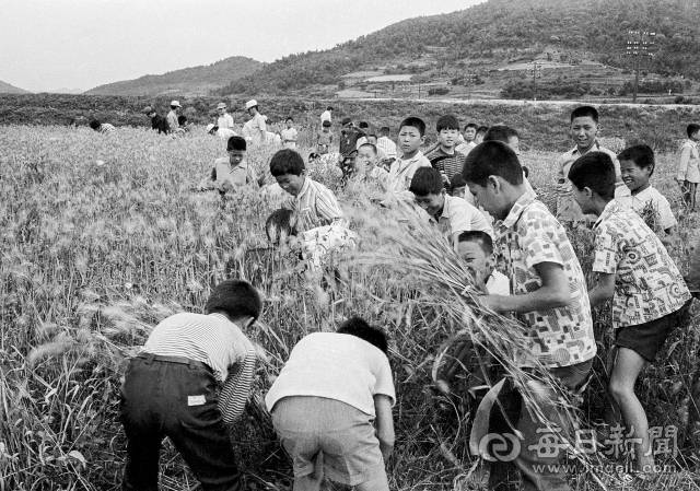 1960년대 가정실습 일환으로 농촌 보리베기 일손 돕기에 나선 중학생들. 사진=매일아카이빙센터