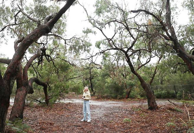 야생 코알라 서식지인 ‘레이먼드 아일랜드’의 숲에서 코알라를 찾고 있는 오스트레일리아 사람. 박미향 기자