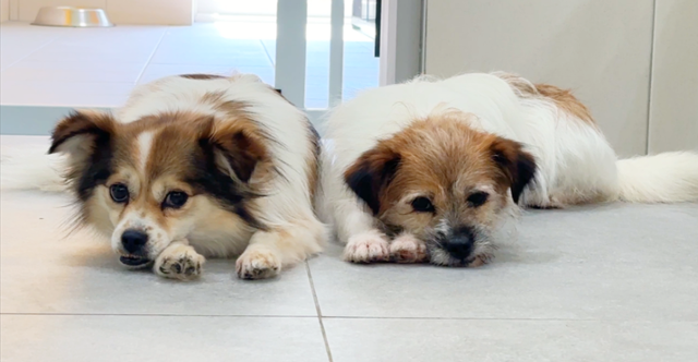 경기 남양주시 동물자유연대 '온센터'에서 만난 '꽃님이'(왼쪽)와 '별님이'의 모습. 동그람이 정진욱