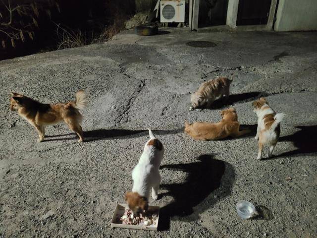 3년 전, 경남 창원시의 한 마을에서 꽃님이와 별님이를 비롯한 유기견 가족들이 사람들이 마련한 밥을 얻어먹고 있는 모습. 동물자유연대 제공