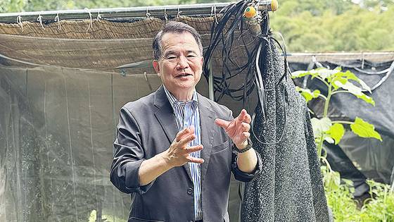 조선 인삼을 일본 전역으로 전파한 지역으로 알려진 도치기현에서 조선씨앗인삼 재배를 위한 보존과 계승 연구가 이어지고 있다. 시모쓰게 조선씨앗인삼재배방법보존협의회를 일군 진현덕 회장(주식회사 페도라 대표)가 지난 12일 우쓰노미아대 농대 농장에서 전통 재배 방식으로 자라고 있는 조선 인삼을 설명하고 있다. 김현예 특파원