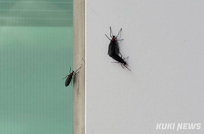 벽에 붙은 러브버그. 박효상 기자