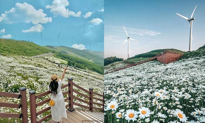 인생샷 성지로 불리는 샤스타데이지 명소 평창 육백마지기. /사진=한국관광공사