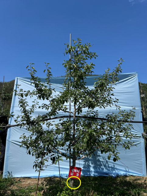 경상북도농업기술원이 경북 안동시 임하면 금소리 사과원에서 ‘산불피해 사과원 수체 생육 현장 모니터링’ 연구를 진행하고 있다. 경상북도농업기술원