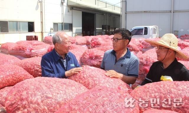 이달호 경북 예천농협 조합장(왼쪽부터), 쪽파종구 생산농가 최병화씨, 배대환 예천농협 유통사업소장 등이 종구 매입현장에서 종구 상태를 살펴보고 있다.