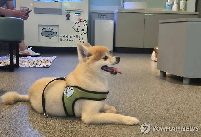 펫 친화 매장 이용하는 강아지 (서울=연합뉴스) 이승연 기자 = 지난 19일 서울 마포구 경의선숲길에 위치한 할리스커피의 펫 프렌들리 매장을 찾은 강아지가 앉아있는 모습. 2025.6.21 winkite@yna.co.kr