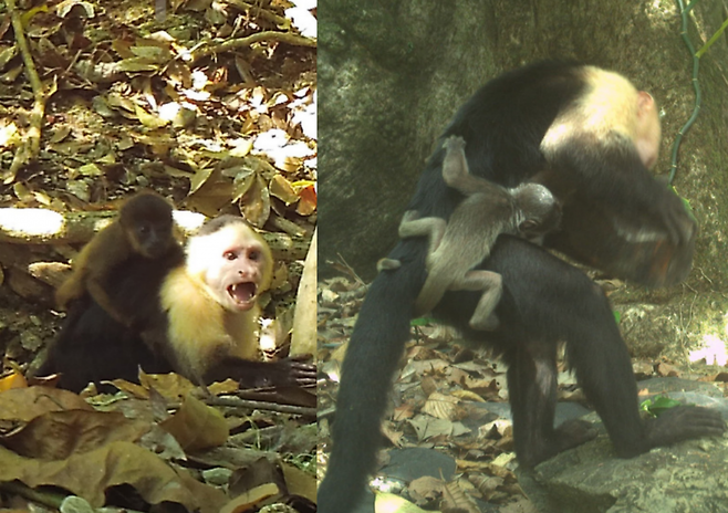 파나마 섬에서 어린 수컷 원숭이들이 다른 종 새끼 원숭이를 ‘등에 업는’ 기묘한 행동을 보였다. 연구진은 이를 문화적 납치라고 분석했다. (사진=Current Biology)