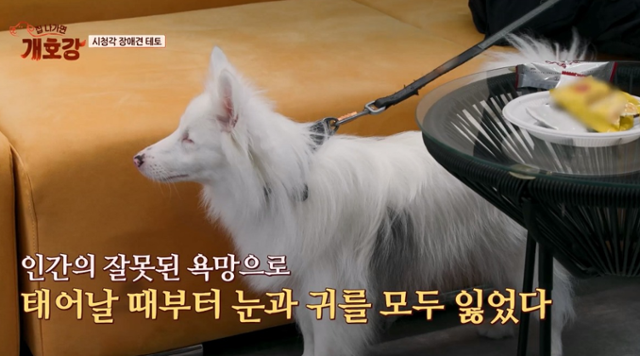 '집 나가면 개호강'의 테토는 선천적으로 눈이 안 보이고 귀도 들리지 않는 시청각 장애견이다. JTBC 캡처