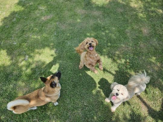 순천시 오천그린광장에서 반려견들이 즐거운 시간을 보내고 있다.