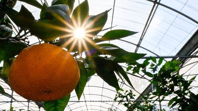 감귤연구소가 개발한 국내 신품종 '윈터프린스'는 최근 출하량이 급증하는 추세다. 일반 감귤과 달리 연내 수확이 가능하고 껍질이 얇아 소비자 선호도가 높다. ⓒ데일리안 배군득 기자