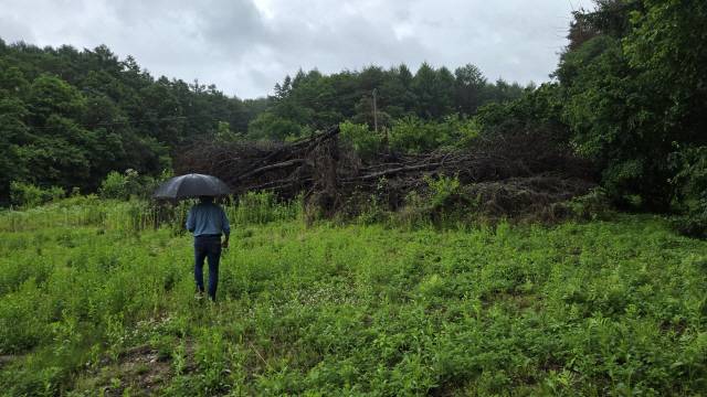 ▲ 지난 20일 찾은 춘천시 신동면 팔미리. 고 유봉석 의병의 묘소로 향하는 길이 따로 마련돼있지 않아 잡풀을 헤치고 가야 한다.