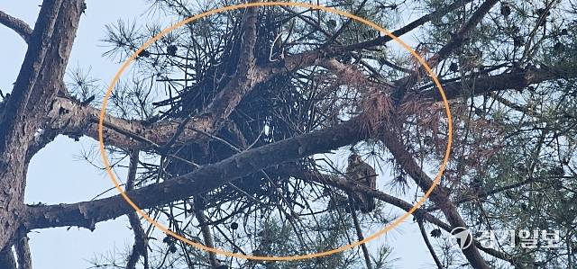 평택 통복동 한 아파트단지 내 공원의 천연기념물인 황조롱이 둥지. 윤동현기자