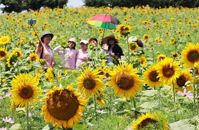 장마가 잠시 소강상태에 접어들며 무더위가 찾아온 23일 경기도 안성팜랜드를 찾은 시민들이 활짝 핀 해바라기를 감상하고 있다. 연합뉴스