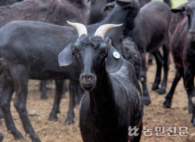 한국종축개량협회의 귀표가 부착된 염소.